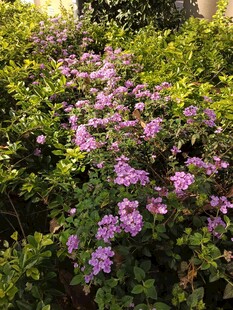 繁茂紫花丛