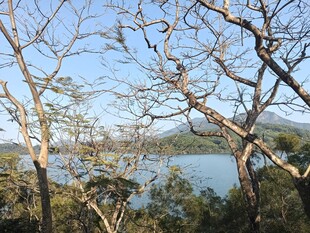 湖畔枯树景观