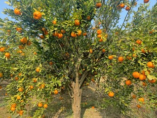 硕果累累的橘子树