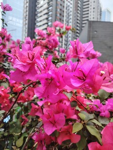 三角梅