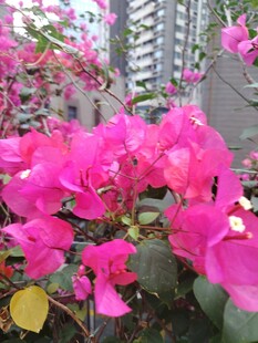 三角梅