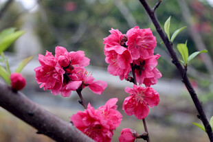 花草摄影