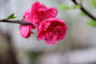 娇艳桃花枝头俏