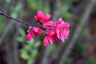 娇艳桃花枝上绽