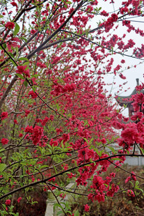 春日繁花似锦的古典景致