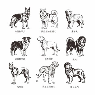 多种形态各异的狗狗形象