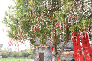 祈福树挂满祈愿牌