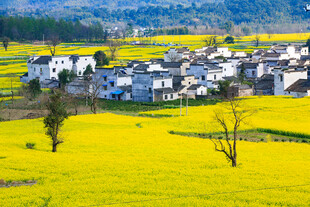 春日田园中的村落美景