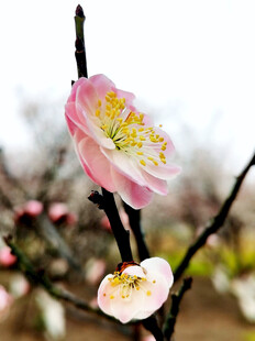 娇艳绽放的粉色梅花
