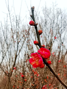 红梅绽放于萧瑟枝头