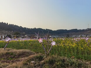 田园梅花灯油菜花美景