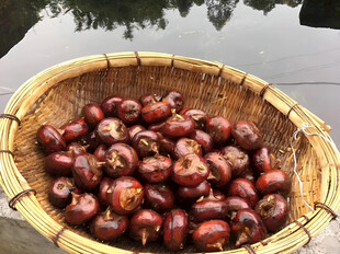 马蹄