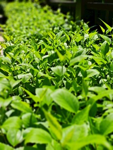 嫩绿茶叶生机勃勃