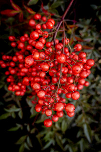 红浆果