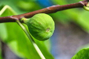 无花果