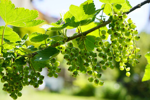 绿葡萄