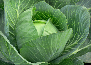 卷心菜