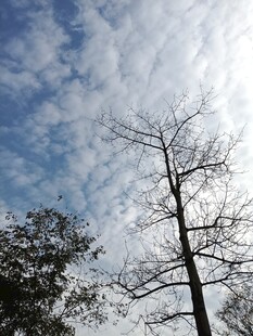 枯树挺立在蓝天白云之下