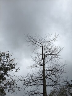 枯树立于阴沉天空下
