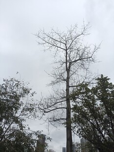 枯树