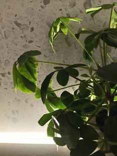室内绿植