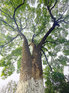 粗壮繁茂的大树
