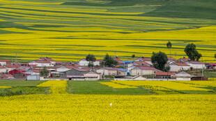 金黄花海中的美丽村落