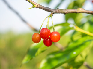 枝头红樱桃