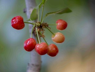 枝头饱满鲜艳的红樱桃