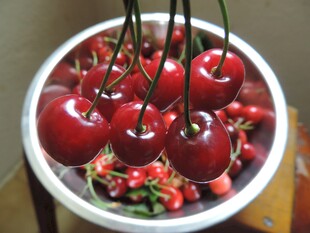 碗中鲜美的红樱桃