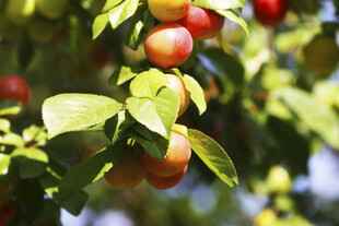 枝头红果绿叶相映成趣