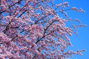 春日烂漫樱花枝头绽放