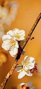 枝头绽放的素雅白梅花