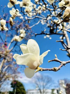 玉兰花绽放于蓝天之下