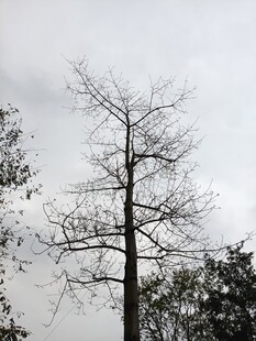 孤独枯树立于灰白天空