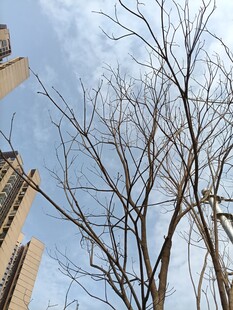 城市中光秃树枝映蓝天