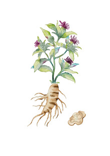 手绘白术植株及根茎图