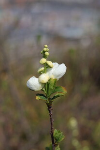 一枝白色小花绽放