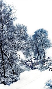 雪中树木