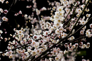 枝头绽放的素雅白梅花
