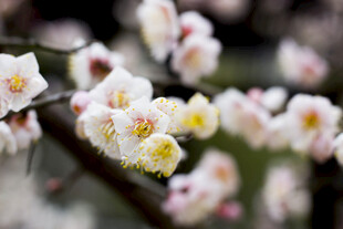 枝头绽放的白梅花