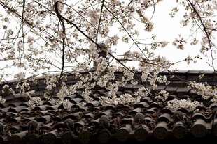 古瓦上绽放的烂漫樱花