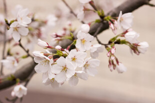 枝头绽放的美丽樱花