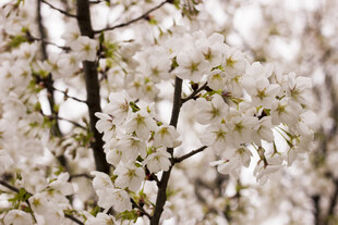 盛开的白色繁花枝头