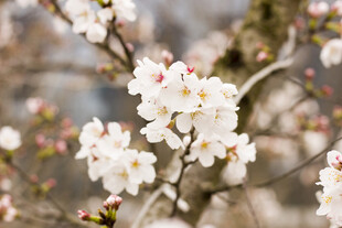 枝头绽放的美丽白樱花