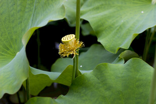莲蓬 荷花 荷叶