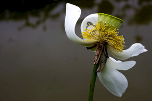 绽放的白荷花特写