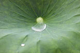 荷叶上的晶莹水珠