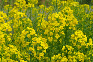 金黄灿烂的油菜花田
