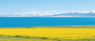 青海湖高原湖泊油菜花金黄花海